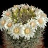 Mammillaria_zeilmanniana_1